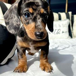 Dachshund Puppies from Weenie Bros