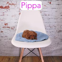 Pippa - Red female Cavapoo puppy in Calhoun, Georgia from Happy Top Doodles
