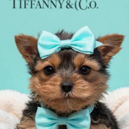 Blue Tiny - Blue and gold male Yorkshire Terrier puppy in Milton, Florida from Sassenach Yorkie Kennels