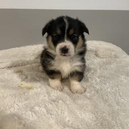 Felicity - Black and tan female Pembroke Welsh Corgi puppy in Morgantown, Pennsylvania from GoldStar Corgis (License Number 18519)