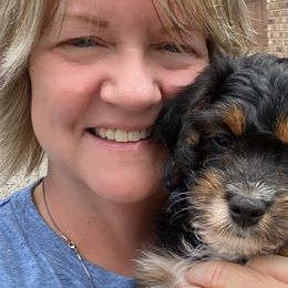Boy 3 Blue Collar - Aussiedoodle puppy in Cross Plains, Tennessee from Cross-Tied Farm Aussiedoodles
