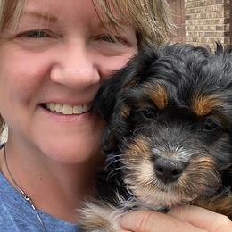 Boy 3 Blue Collar - Aussiedoodle puppy in Cross Plains, Tennessee from Cross-Tied Farm Aussiedoodles