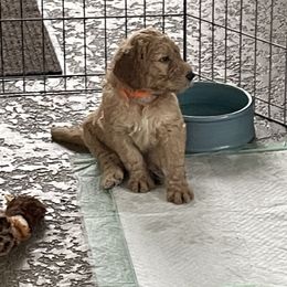 Goldendoodle and Poodle Puppies from Nini's Poodles and Doodles of St. Johns Co.