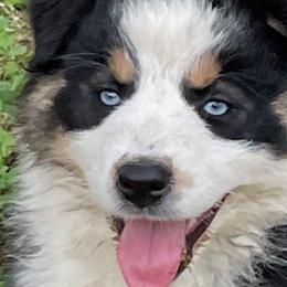 Precious Dixie Delight - Black tri-color Australian Shepherd puppy in Dover, Florida from Log House Farm Aussies