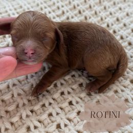 Rotini - Red female Cavapoo puppy in Pagosa Springs, Colorado from Selah Mountain Dogs