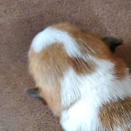 Gouda - Fawn Pembroke Welsh Corgi puppy in New Mexico from Crystal's Pembroke Welsh Corgis