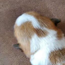 Gouda - Fawn Pembroke Welsh Corgi puppy in New Mexico from Crystal's Pembroke Welsh Corgis