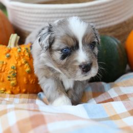 Miniature Australian Shepherd Puppies from Firefly River Mini Aussies