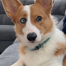 American Corgi and Pembroke Welsh Corgi Puppies from The Adirondack Corgi