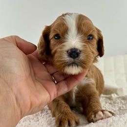 Ella - Red female Cavapoo puppy in Melissa, Texas from Southern Love Cavapoos & Maltipoos