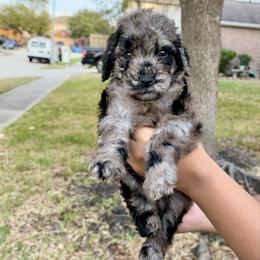 Southern - Merle female Goldendoodle puppy in Humble, Texas from Simply Dane Doodles