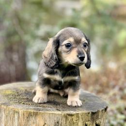 Dachshund Puppies from Northwest Dachshunds