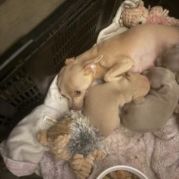 Whisper - Chihuahua