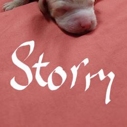 Storm - Apricot female Goldendoodle puppy in Cherry Tree, Pennsylvania from Plum Creek Acres Next Generation
