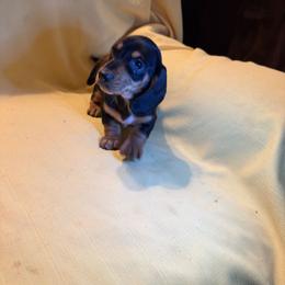 Josie 2 - Black and tan male Dachshund puppy in Penn Run, Pennsylvania from Shannon’s Dachshunds