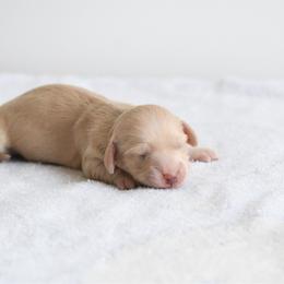 Lime - Cream female Dachshund puppy in Martinsville, Virginia from Ana’s Beautiful Doxies