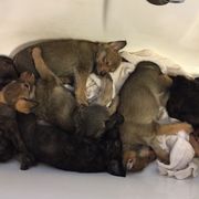 Berger Picard Puppies from Ides of March Picards