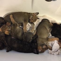 Berger Picard Puppies from Ides of March Picards