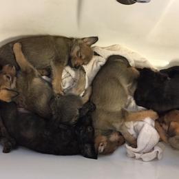 Berger Picard Puppies from Ides of March Picards