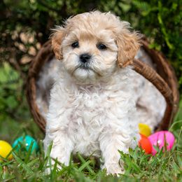 Cavapoos from Franklin Ranch Pups