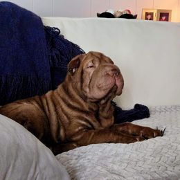 Max - Chinese Shar-Pei