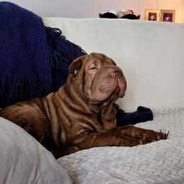 Max - Chinese Shar-Pei