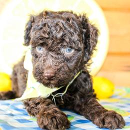 Bennett - Brown male Poodle puppy in Hugo, Oklahoma from Ann R.
