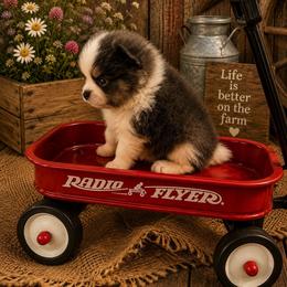 Pete - Blue parti male Pomeranian puppy in Sandia, Texas from Broken Arrow Poms