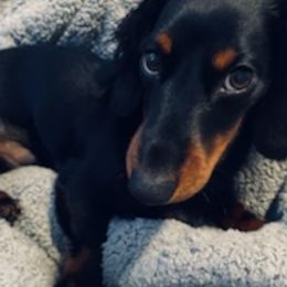 Basset Hounds and Dachshunds from Rolling and Howling Basset Hounds and Dachshunds