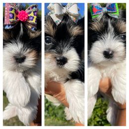 Biewer Terrier and Yorkshire Terrier Puppies from York Town California