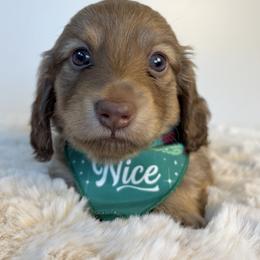 Dachshund Puppies from The Dach House