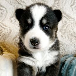 Bean - Pomsky puppy from Pristine Pomskies