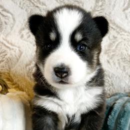 Bean - Pomsky puppy from Pristine Pomskies