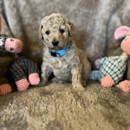 Snickers - Cream male Goldendoodle puppy in Richmond, Texas from Harper’s Heartbeats