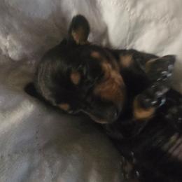 Ebony - Black and tan female Dachshund puppy in Oklahoma City, Oklahoma from Hamm Weenies  AKC (Dachshunds)