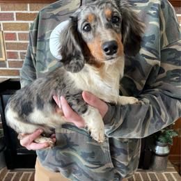 Pepper - Dachshund