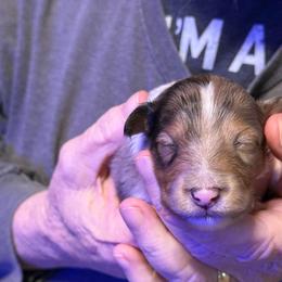 Galahad - Blue merle white and tan male Shetland Sheepdog puppy in New Waterford, Ohio from Georgina's Shetland Sheepdog