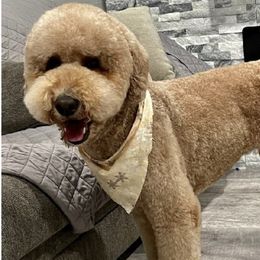 Poodles from Standard Poodle Puppies