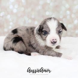 Bi Blue Merle 5 - Blue merle male Miniature Australian Shepherd puppy in Pinehurst, Texas from Aussie Amor