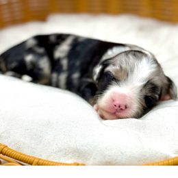 Blitzen - female Australian Mountain Doodle puppy in Sterling, Colorado from North 40 Doodles