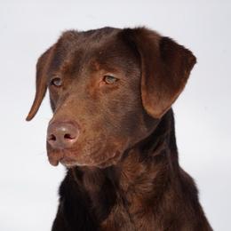 Bee - Labrador Retriever