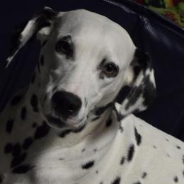 Ella may - Dalmatian