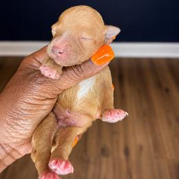 Barry White-Motown - Apricot male Poodle puppy in Lancaster, South Carolina from Semone’s Poodles