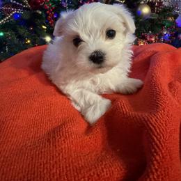Milo - White male Maltese puppy in Dallas, Texas from Lizeth's Pups