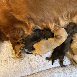Dachshund puppies from Half Pint Doxies