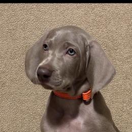 SOLD - Silver gray female Weimaraner puppy in Ridgewood, New York from Alchemy Weimaraners