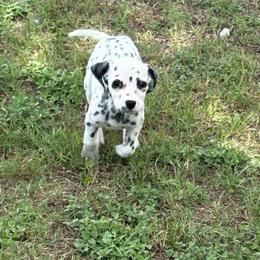 Katia - White and black female Dalmatian puppy in Fort Cavasos, Texas from Mainstreet Dalmation