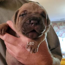 Cane Corso Puppies from Samantha Jackson