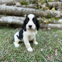 Colt - Black and white male English Springer Spaniel puppy in Comer, Georgia from Stratton Spaniels