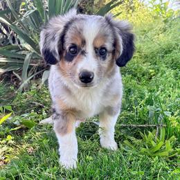 Goose (AKC and ASDR) - Blue merle male Miniature American Shepherd puppy in Stockton, Missouri from Kizmit Farmz